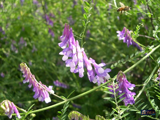 vicia villosa.JPG